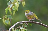 Silvereye